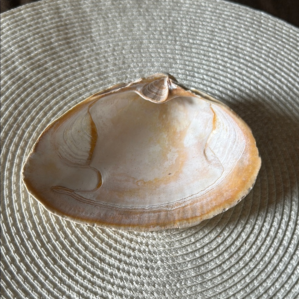 Natural Surf Clam Shell Trinket or Soap Dish